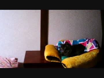 猫さん：2　日常