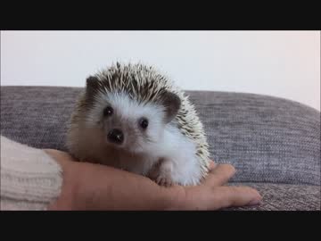 今年もハリネズミ。