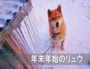 柴犬リュウの年末年始part.1