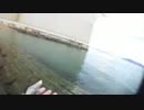 メバリングタイムシフト20160112（土佐カブラでチビメバル連発）