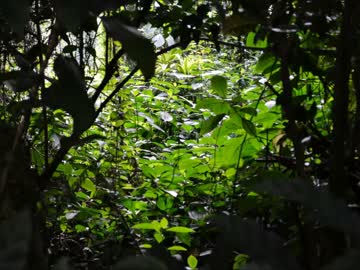 【作業用BGM】Green Garden【癒やしサウンド】