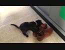 【癒し】 何故か靴の中に入れる子猫ｗ　「あずきの成長日記」