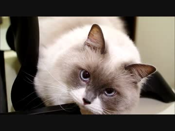 遊んでほしすぎてイライラしてる