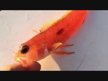 友人と鬼退治に行って来た　その１