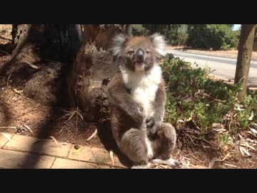 完全敗北したコアラ先輩