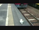 ＪＲ九州・夜明駅の野良猫