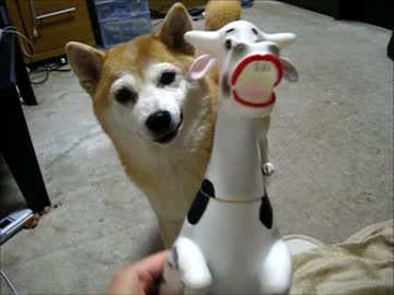 さよならうウッシー（１６年１月１５日）