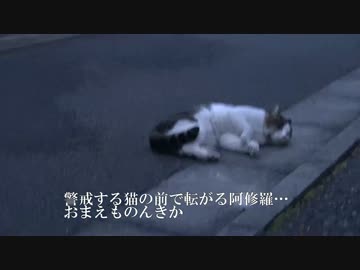 【猫】阿修羅、のんきか