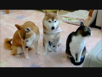 温風の熱さで足がバタバタしてしまう柴犬