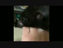 ハムスターを飼育していくよ（バルス）