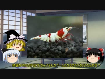 【ゆっくり解説】～ゆっくり熱帯魚紹介～【エビ編】