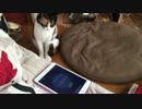 お猫さまにアプリで遊んで頂く の巻