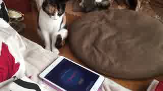 お猫さまにアプリで遊んで頂く の巻