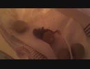 ヒメウズラ　孵化２