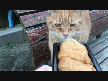 【茶番】【猫】それはわたしのおいなりさんだ