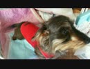 寝起きでも全力で歓迎してくれる犬
