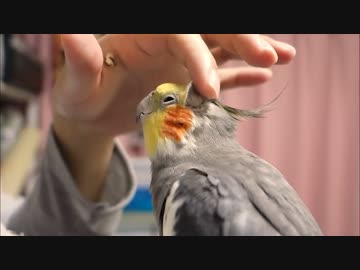 頭カキカキを求めるオカメインコ