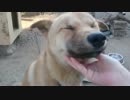 散歩前に子犬と遊ぶ