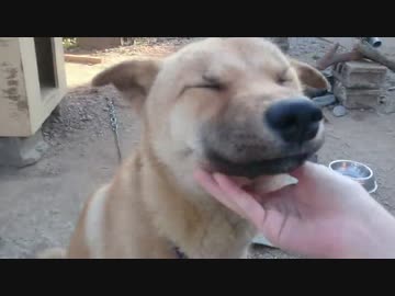 散歩前に子犬と遊ぶ