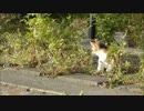 三毛子猫がカニを仕留める