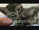 2015年度登場猫人気投票結果発表