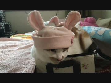 いちろう、ウサギになる