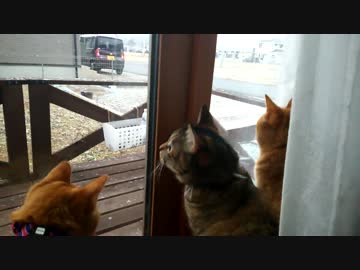 【拾い猫】雪降ってきたにゃ！