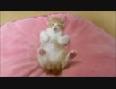 ルゥ君、安心しきってますよ～zzz