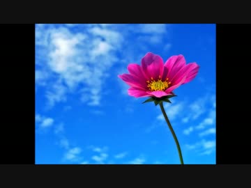 【結月ゆかり】flower【オリジナル】