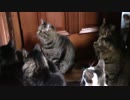こんしゅうのおやつ【蒼民家の猫々】