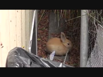 (∪´・ω・)→（∪＾ω＾）捨て犬保護シリーズ　36