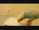 初めて雪を見たインコ