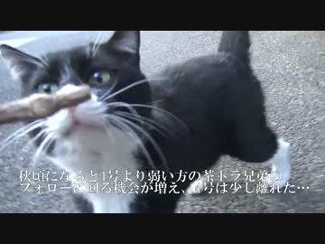 【猫投票1位記念】誰だよお前’2016