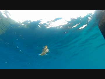 【水中カメラ】水中から海を見てみよう！平戸でイカ釣り