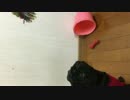 うちの黒パグはオモチャを奪うと文句を言う