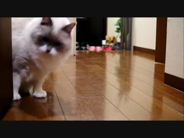 全力ボールあそび