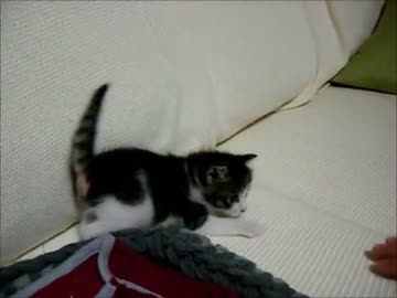 【子猫】子猫のソファ歩き【動画】