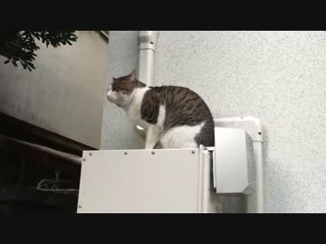 雪の後、猫たちの生存確認行脚に出てみた