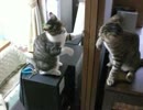 ぬこボクシング