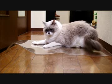 つるつるだいすきにゃ