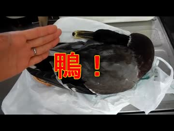 貰った鴨を捌いて食べてみた♪