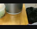 うちの黒パグは食べ物のねだり方があざとい