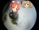 アイドルマスター(顕微鏡)