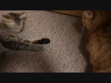 拾いねこ＠生後1294/1261日目　ちょー寒いよね。北海道とかやばそう。