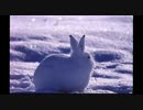 ホッキョクウサギが立ち上がったらコレジャナイってよ！ミカァ！！！