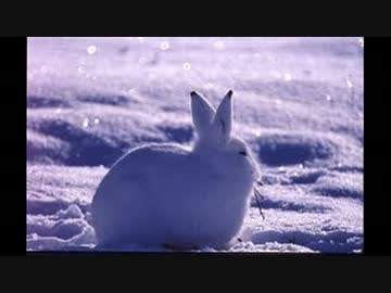 ホッキョクウサギが立ち上がったらコレジャナイってよ！ミカァ！！！