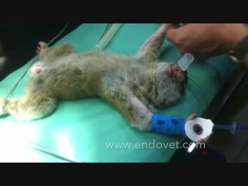 食道腫瘍の手術を受けるスローロリス