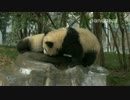 20160114 月亮産室 科琳（クーリン）の双子妹と萌萌（モンモン）の子は池で遊んでいる。