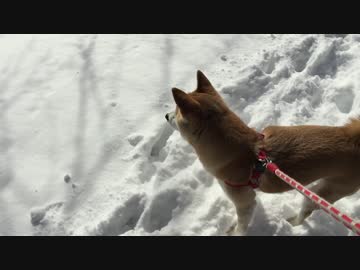 雪散歩