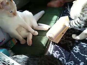 猫がコロコロをコロコロする